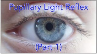✔ Pupillary light reflex pathway – Part 1 (Including Sample Questions)