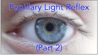 ✔ Pupillary light reflex pathway – Part 2 (Including Sample Questions)