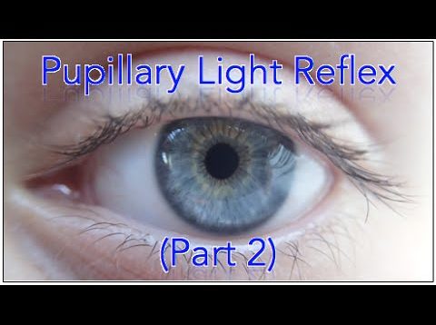 ✔ Pupillary light reflex pathway – Part 2 (Including Sample Questions)