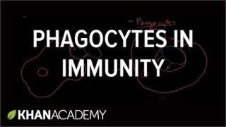 Role of phagocytes in innate or nonspecific immunity | NCLEX-RN | Khan Academy