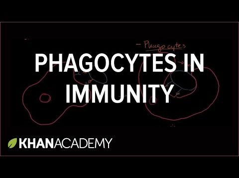 Role of phagocytes in innate or nonspecific immunity | NCLEX-RN | Khan Academy