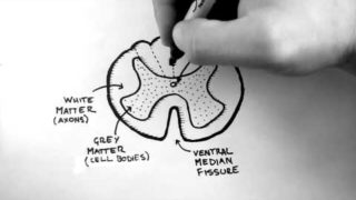 Spinal Pathways 1 – Spinal Cord Anatomy and Organisation