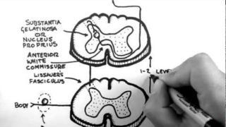 Spinal Pathways 3 – Spinothalamic Tract