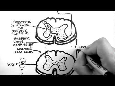 Spinal Pathways 3 – Spinothalamic Tract