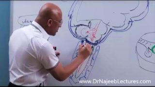 Syringomyelia – Symptoms, Diagnosis and Management.