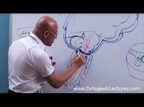 Syringomyelia – Symptoms, Diagnosis and Management.