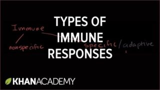 Types of immune responses: Innate and adaptive, humoral vs. cell-mediated | NCLEX-RN | Khan Academy