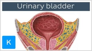 Urinary bladder: function, blood supply and innervation – Human Anatomy | Kenhub