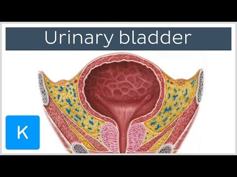 Urinary bladder: function, blood supply and innervation – Human Anatomy | Kenhub