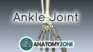 Ankle Joint – 3D Anatomy Tutorial