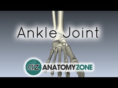 Ankle Joint – 3D Anatomy Tutorial