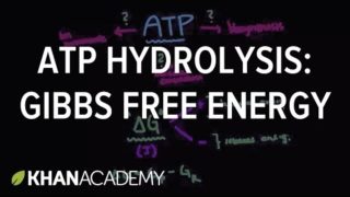 ATP hydrolysis: Gibbs free energy | Biomolecules | MCAT | Khan Academy