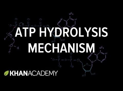 ATP hydrolysis mechanism | Biomolecules | MCAT | Khan Academy
