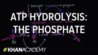 ATP hydrolysis: Transfer of a phosphate group | Biomolecules | MCAT | Khan Academy
