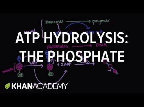 ATP hydrolysis: Transfer of a phosphate group | Biomolecules | MCAT | Khan Academy