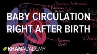 newborn blood circulation