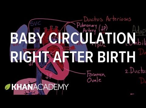 newborn blood circulation