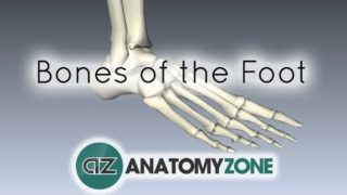 Bones of the Foot – Anatomy Tutorial