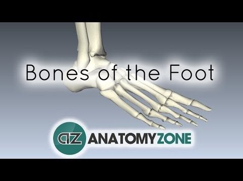Bones of the Foot – Anatomy Tutorial