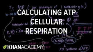 Calculating ATP Produced in Cellular Respiration