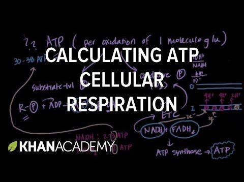 Calculating ATP Produced in Cellular Respiration