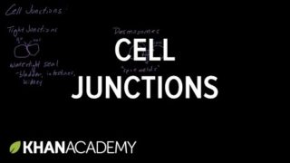 Cell Junctions | Cells | MCAT | Khan Academy