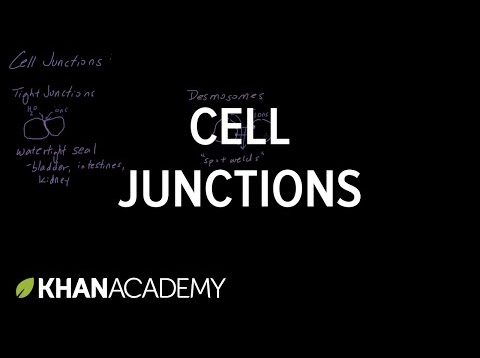 Cell Junctions | Cells | MCAT | Khan Academy