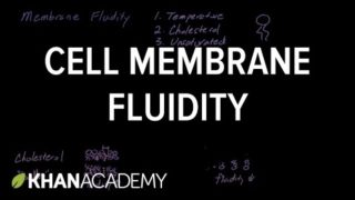 Cell membrane fluidity | Cells | MCAT | Khan Academy