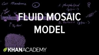 Cell membrane overview and fluid mosaic model | Cells | MCAT | Khan Academy