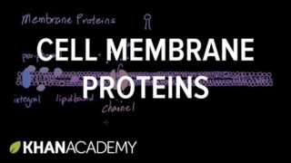 Cell membrane proteins | Cells | MCAT | Khan Academy