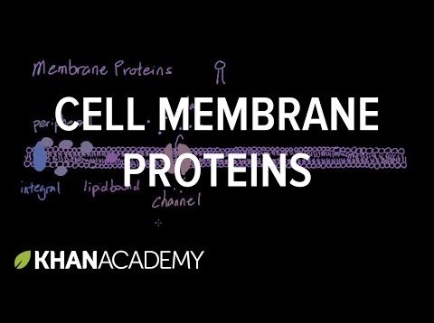 Cell membrane proteins | Cells | MCAT | Khan Academy