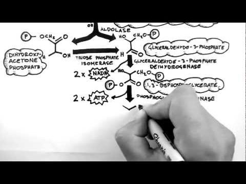 Cellular Respiration 2 – Glycolysis