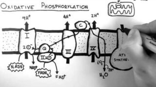 Cellular Respiration 5 – Oxidative Phosphorylation