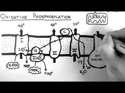 Cellular Respiration 5 – Oxidative Phosphorylation