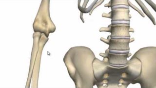 Elbow Joint – 3D Anatomy Tutorial