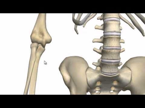 Elbow Joint – 3D Anatomy Tutorial