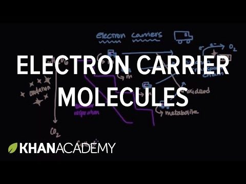 Electron carrier molecules | Biomolecules | MCAT | Khan Academy