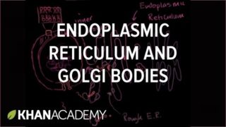 Endoplasmic reticulum and Golgi bodies | Biology | Khan Academy