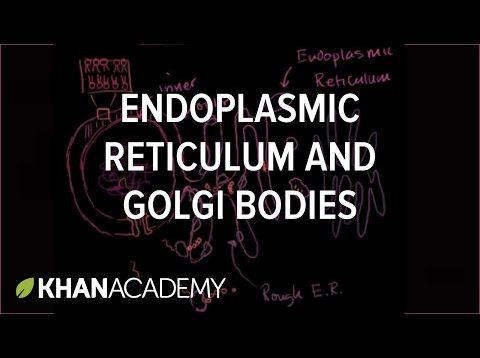 Endoplasmic reticulum and Golgi bodies | Biology | Khan Academy