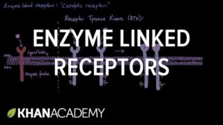 Enzyme Linked Receptors | Nervous system physiology | NCLEX-RN | Khan Academy