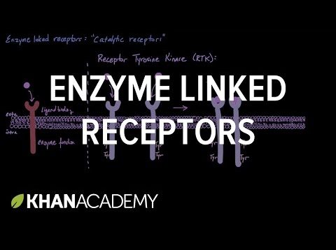 Enzyme Linked Receptors | Nervous system physiology | NCLEX-RN | Khan Academy