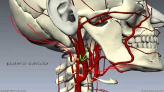 External Carotid Branches – 3D Anatomy Tutorial