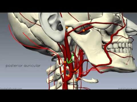 External Carotid Branches – 3D Anatomy Tutorial