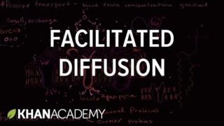 Facilitated diffusion | Membranes and transport | Biology | Khan Academy