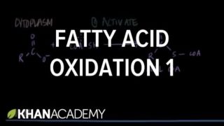 Fatty Acid Oxidation – Part I