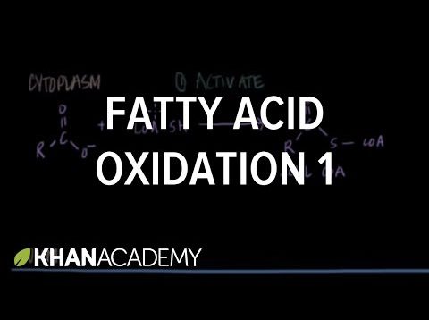 Fatty Acid Oxidation – Part I