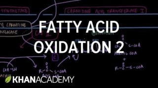 Fatty Acid Oxidation – Part II