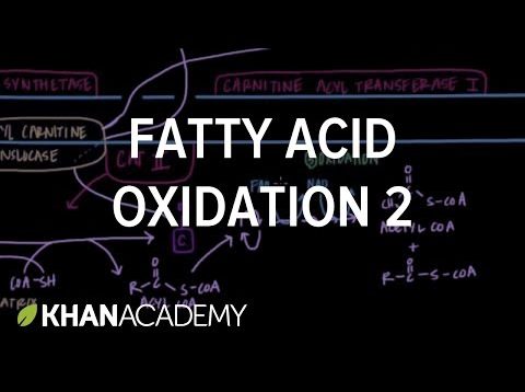 Fatty Acid Oxidation – Part II