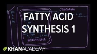 Fatty Acid Synthesis – Part I
