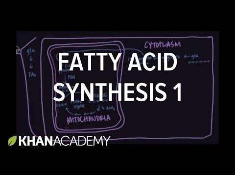 Fatty Acid Synthesis – Part I